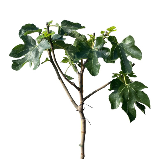 Figuier panaché