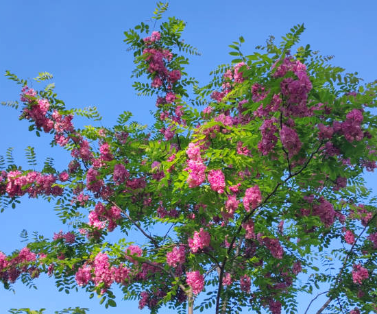 Robinier faux-acacia 'Georgia da torino'