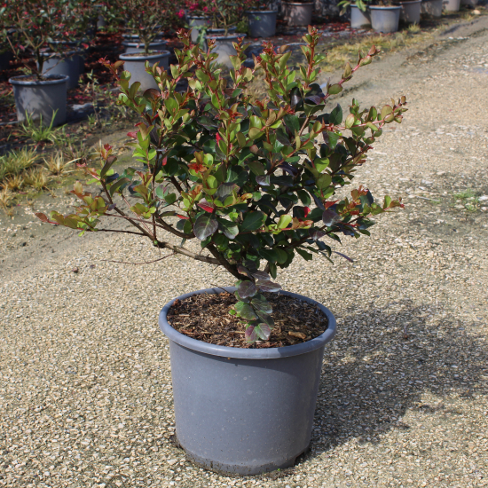 Lilas des indes 'Perigord pourpre'