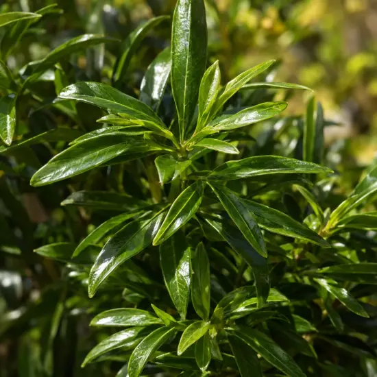 Oranger du mexique 'Scented gem' (Choisya ternata) — gros plan sur feuillage vert brillant allongé