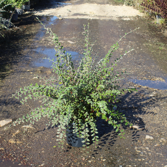 Cotonéaster de Franchet ou Cotonéastre de Franchet