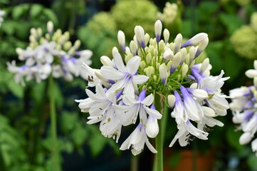 Agapanthe 'Enigma'