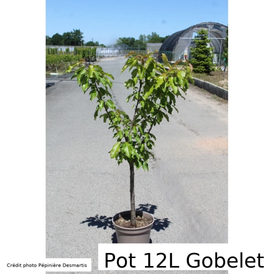 Cerisier 'Starkgold'