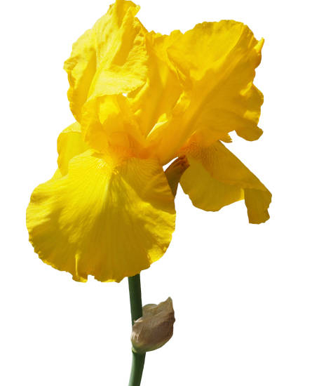 Iris d'allemagne 'Gracchus jaune'