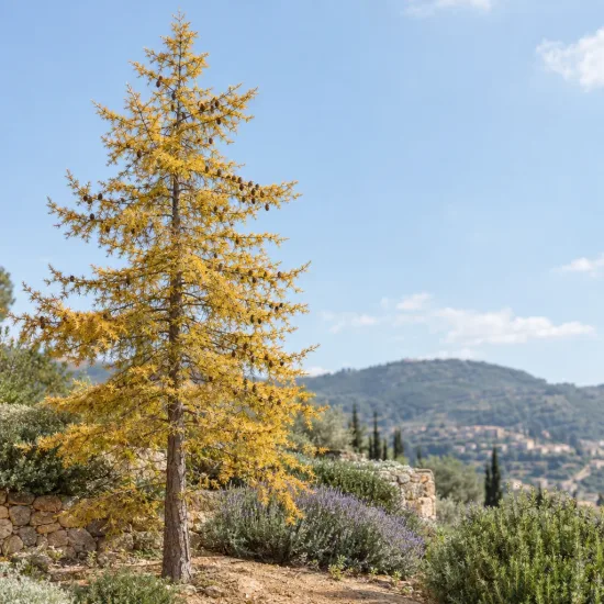 Mélèze hybride (Larix eurolepis) — grand conifère isolé devant paysage de colline · Photo d'illustration