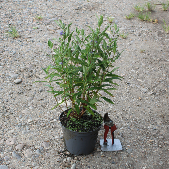 Caryopteris Grand Bleu