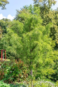 Cyprès chauve