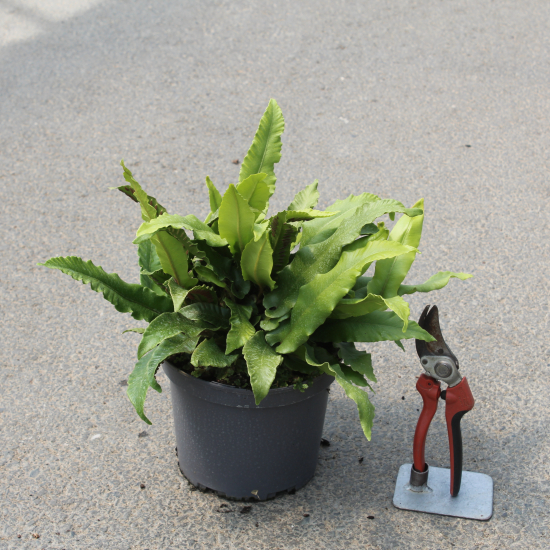 Phyllitis 'Scolopendrium'