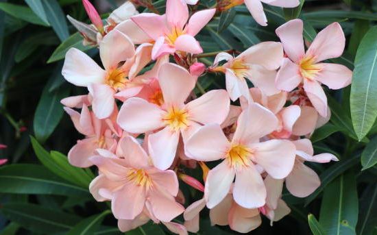 Laurier rose 'Souvenirs des iles capri'