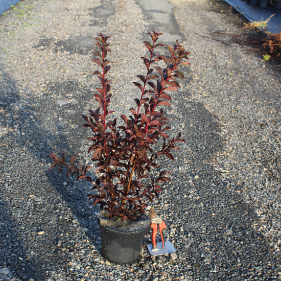 Lilas des indes 'Shell pink'