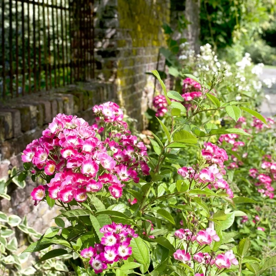 Rosier 'Bicolore vissegam'