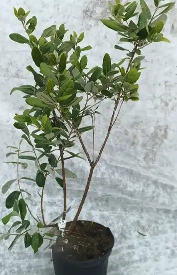 Feijoa. goyavier du brésil 'Appolo'