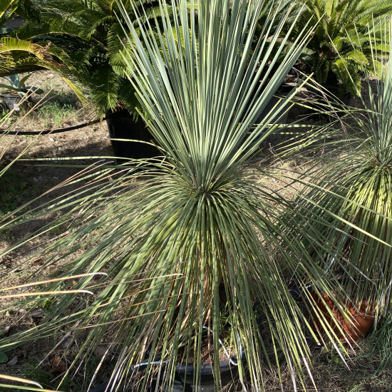 Yucca  linearis