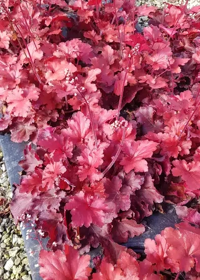 Heuchères 'Forever red'
