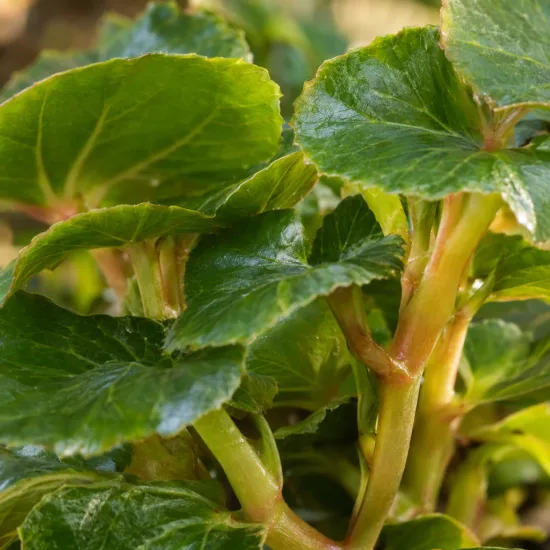 Bégonia tubéreux 'Prima donna aurore' (Begonia) — gros plan sur feuillage vert brillant dense · Photo d'illustration