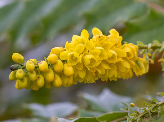 Mahonia 'soleil d'hiver'