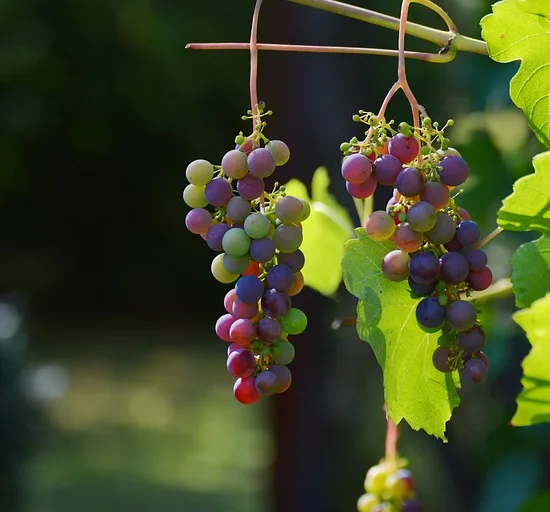 Vigne 'De table cardinal' (Vitis vinifera) — grappes de raisins colorés sur rameau feuillu