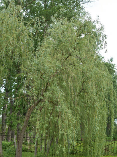 Saule pleureur 'Tristis'