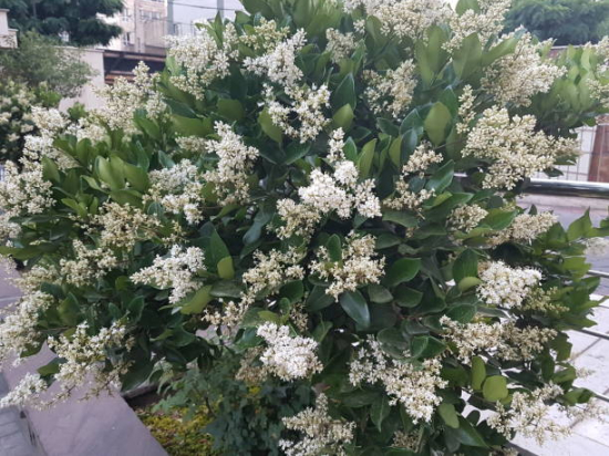 Troène du japon 'Texanum'