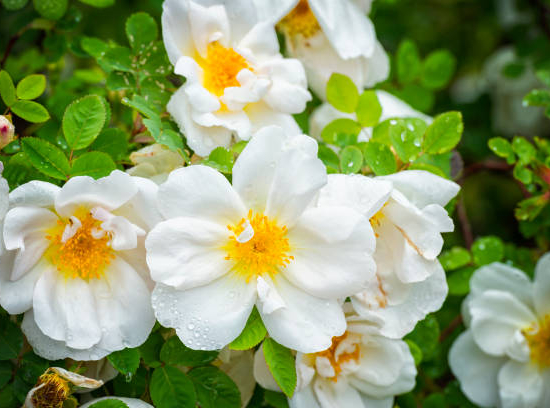 Camélia 'Theojardin'