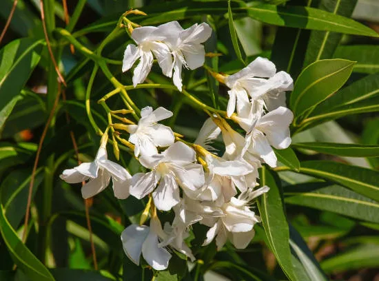 Laurier rose (blanc) — grappe de fleurs blanches parmi un feuillage vert