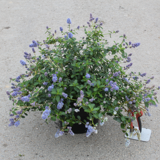 Ceanothe Skylark
