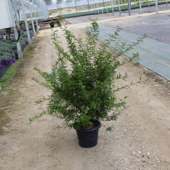 Calliandra Dixie Pink