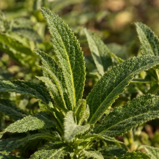Sauge officinale 'Blue' (Salvia apex) — gros plan sur feuilles vertes légèrement duveteuses · Photo d'illustration