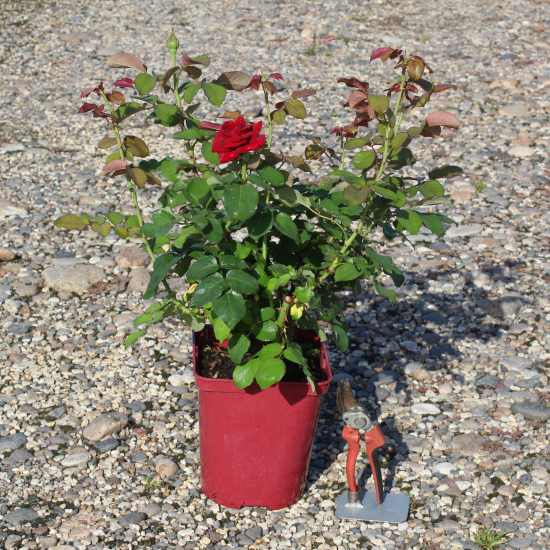 Rosier 'Bertrand amoussou  '