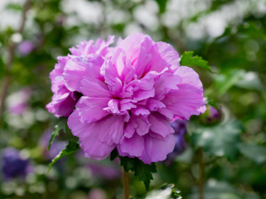 Althéa 'Purple ruffles'