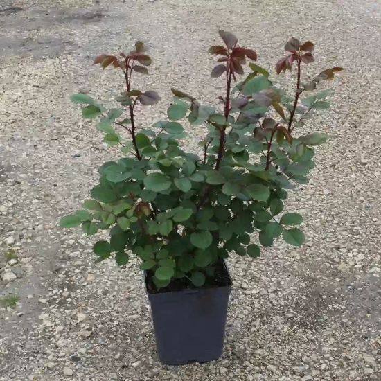 Rosier 'Palais des papes '