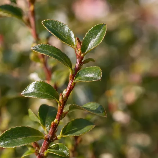 Camelia 'Fairy blush' (Camelia sasanqua) — gros plan sur rameau à feuilles brillantes · Photo d'illustration