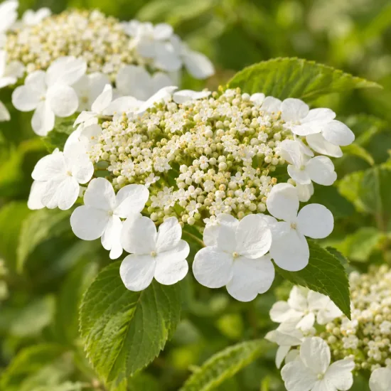 Viorne de chine 'Kilimandjaro' (Viburnum plicatum) — grappe plate de petites fleurs blanches et boutons