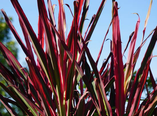 Lin de nouvelle-zélande 'Amazing red'