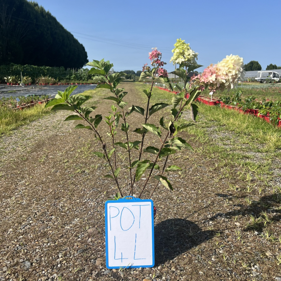Hortensia paniculé 'Fraise melba'