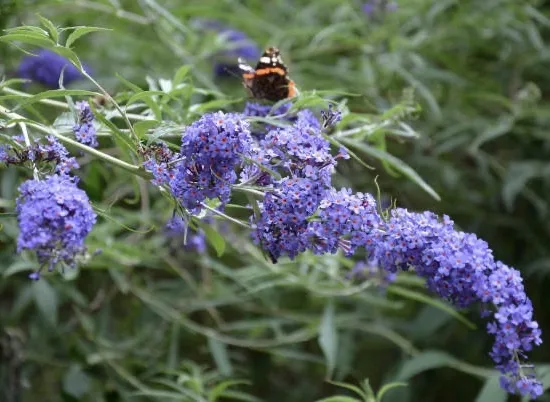 Arbre aux papillons 'azur' (Buddleia davidii) — grappes de fleurs violettes avec papillon posé
