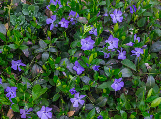 Sauge de Gregg violette