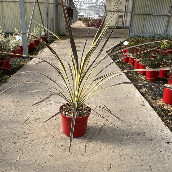 Cordyline 'Electric flash'