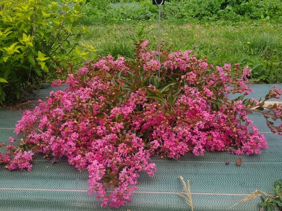 Lilas des indes 'Auguste violet'