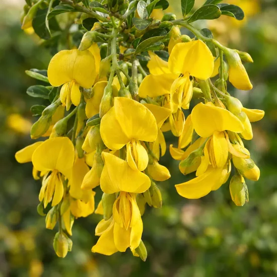 Sophora nain 'Dragon's gold' (Sophora microphylla) — grappes de fleurs jaunes pendantes avec feuillage vert