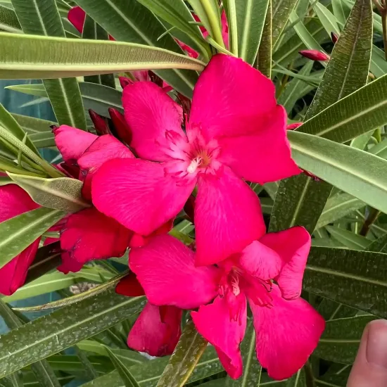 Laurier rose 'Claudia' (Nerium oleander) — photo 3