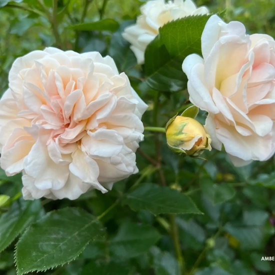 Rosier 'Amber voluptia '