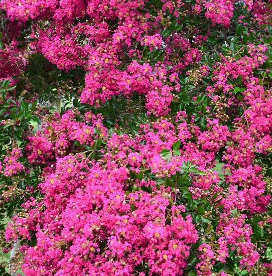 Lilas des indes 'Mimie fuschia'