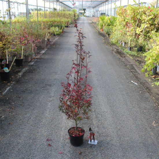 Érable du japon 'Skeeter's broom rouge'