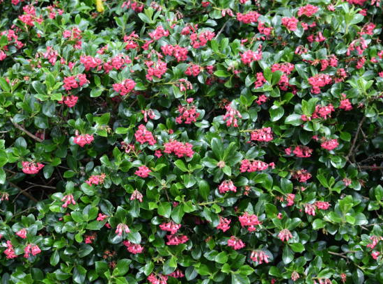 Escallonia 'Macrantha'
