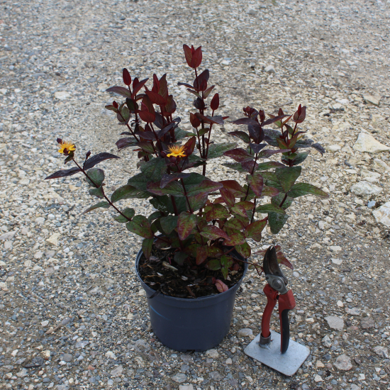 Millepertuis 'Magical universe'