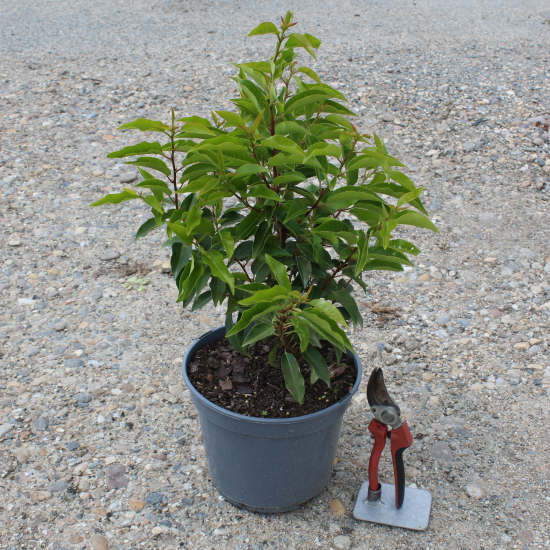 Laurier du portugal 'Angustifolia'