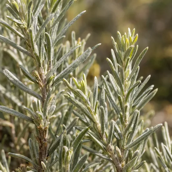 Plante curry 'Ssp serotinum' (Helichrysum italicum) — gros plan sur feuillage dense aux feuilles étroites · Photo d'illustration