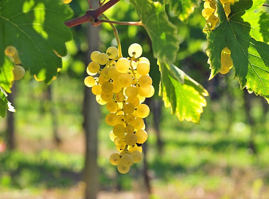 Vigne à raisin jaune doré sans pépin
