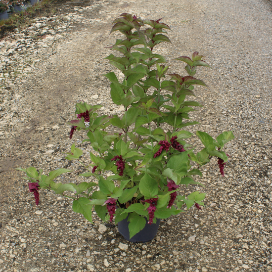 Arbre aux faisans 'Purple rain'